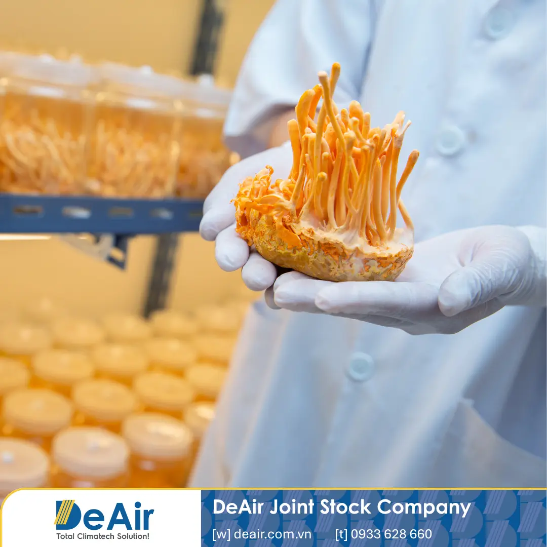 Sấy Đông Trùng Hạ Thảo: Giải Pháp Giữ Trọn Màu Sắc & Dược Tính Bằng Máy Heat-Pump Daxwell
