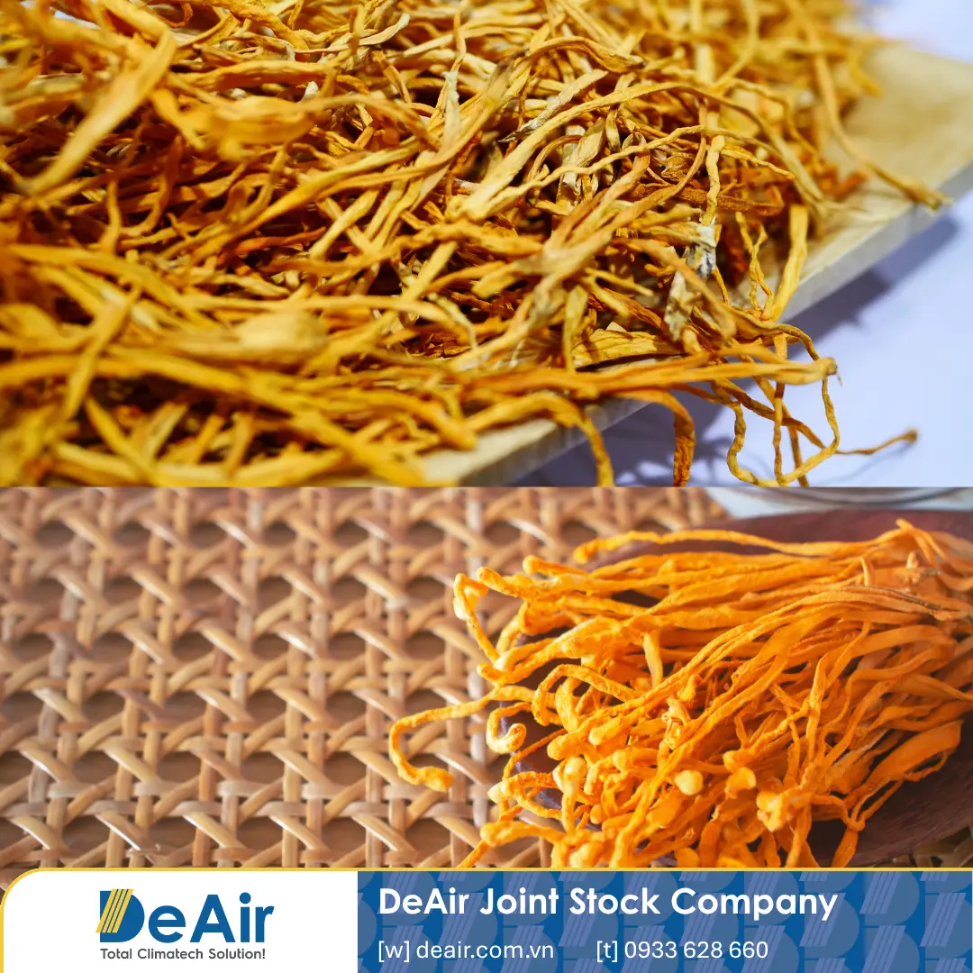 Sự khác biệt màu sắc của đông trùng hạ thảo khi sấy khô bằng các phương pháp khác nhau