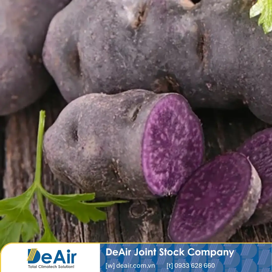 Fresh purple yam has a rougher appearance than sweet potatoes but contains high nutrient levels