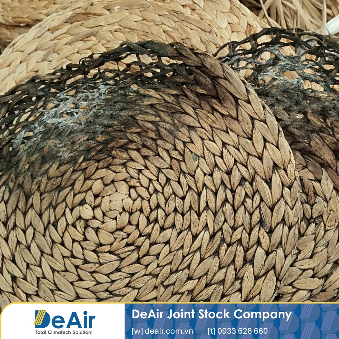 Water hyacinth fibers severely damaged by mold due to high humidity and lack of sun