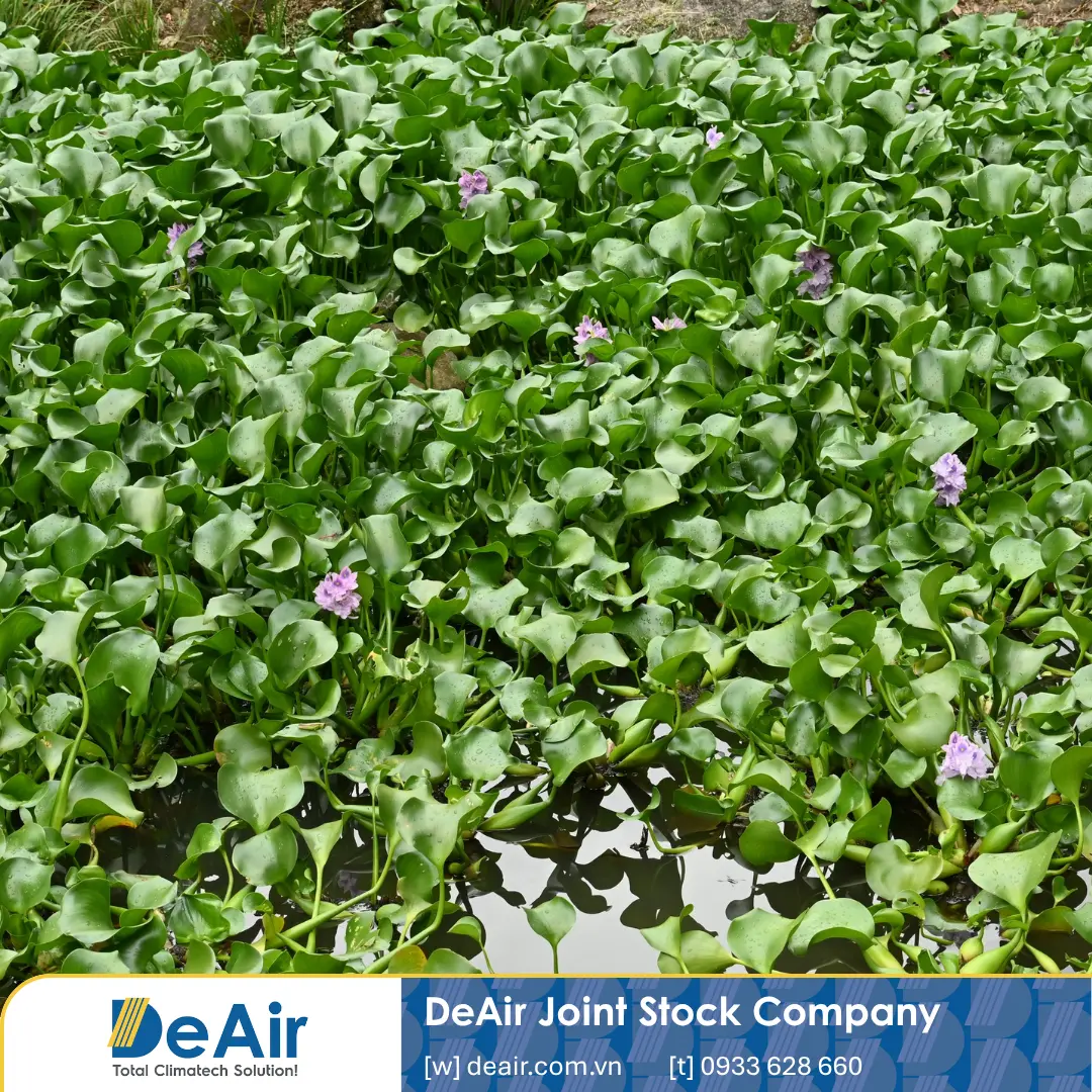 Fresh water hyacinth growing endlessly in the rivers of the Mekong Delta