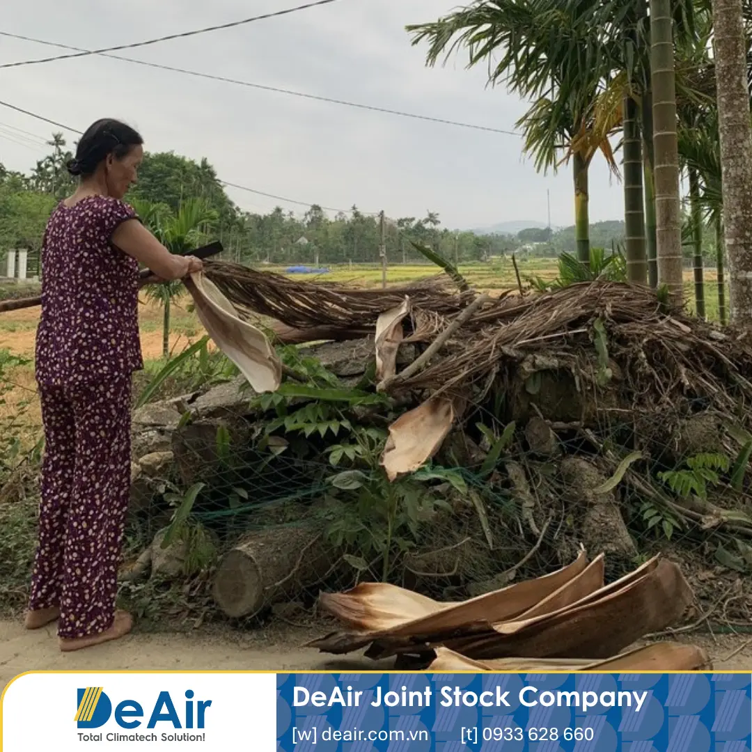 Sản Xuất Chén Đĩa Mo Cau & Bã Mía: Quy Trình Sấy Chuẩn, Tính Bền Vững & Cảnh Báo An Toàn FDA