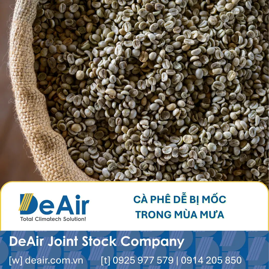 Hạt cà phê bị nấm mốc tấn công do độ ẩm kho bảo quản quá cao.