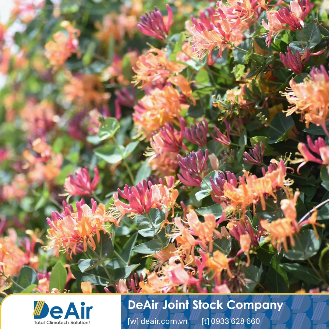 Biến Hoa Kim Ngân Thành "Vàng Trắng": Giải Mã Quy Trình Sấy Chuẩn Bằng Máy Bơm Nhiệt Daxwell