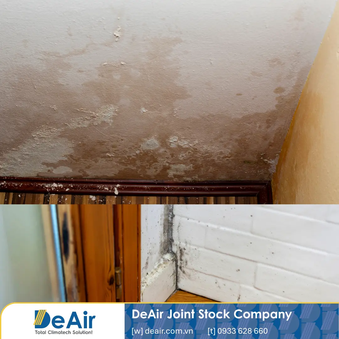Sàn nhà đổ mồ hôi, tường mốc do nồm ẩm gây khó chịu trong ngày Tết