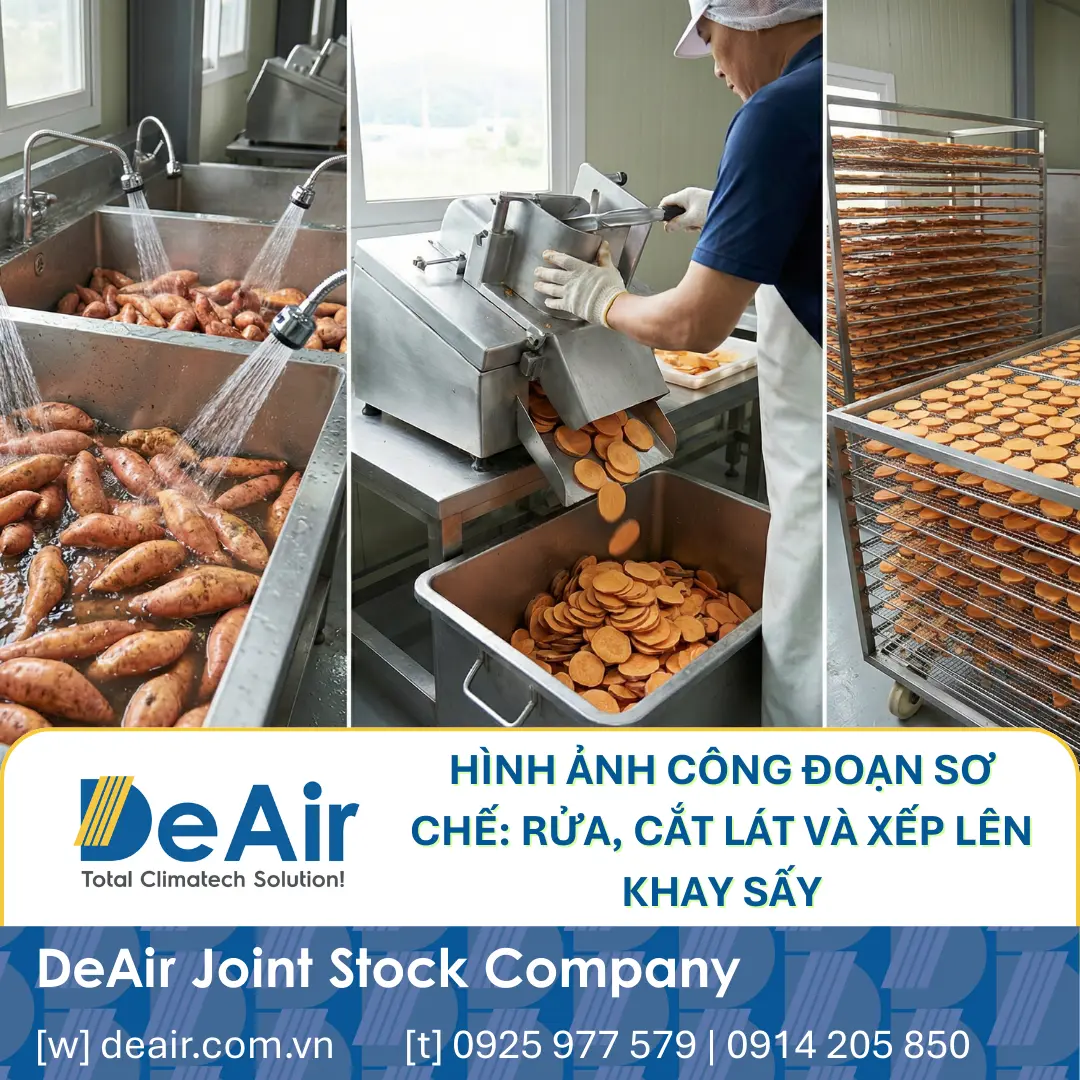[Quy Trình Chuẩn] Sấy Khoai Lang Xuất Khẩu: Bí Quyết Giữ Màu, Dẻo Ngọt Với Máy Sấy Heat-Pump Daxwell
