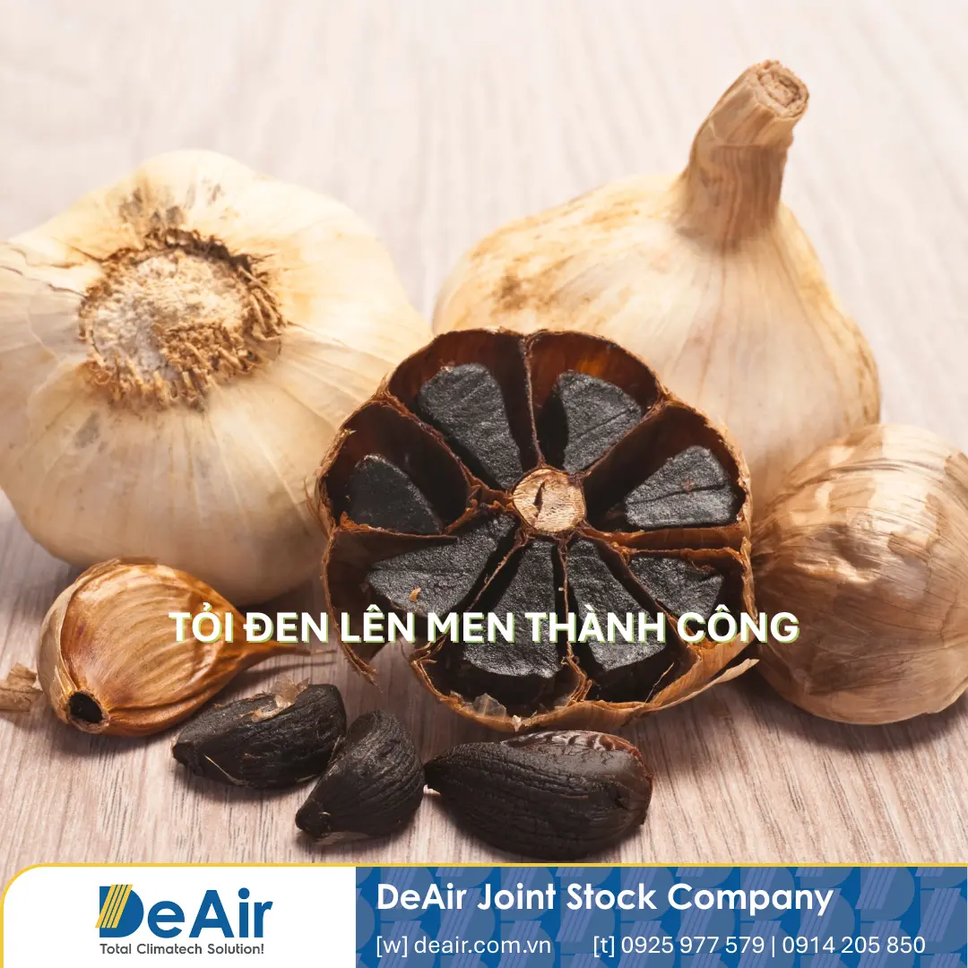 Quy Trình Sản Xuất Tỏi Đen Công Nghiệp & Công Nghệ Sấy Heat-Pump Daxwell